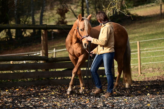Bodenarbeit mit Pferd. Frau arbeitet mit sch&ouml;nem Pferd mit Kappzaum an der Hand im Freien