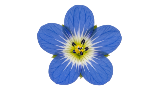 Close up of a blue flax flower isolated on a solid backdrop on transparent background