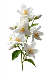 Obraz premium Sprig of delicate white flowers with yellow centers and green leaves, set against white