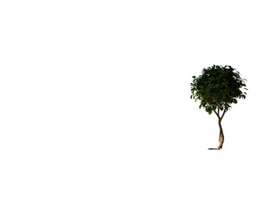 plant in a