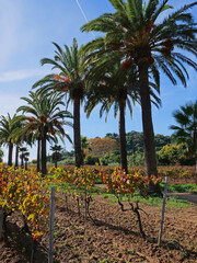 Vignes et palmiers dans le Var