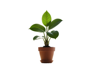 Businessman isolated._ - Firefly_plant in a pot