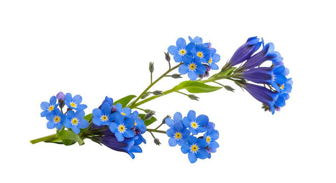 Forget me not flowers springtime bloom floral arrangement on transparent background