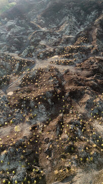 Aerial view of a lava field landscape dotted with yellow objects creating a textured pattern against the earth, Mount Batur, Bali, Indonesia.