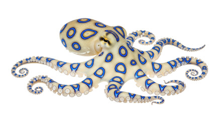 Isolated Blue-Ringed Octopus, Deadly Venom, Tropical Reef, Dangerous Beauty, Rare and Beautiful