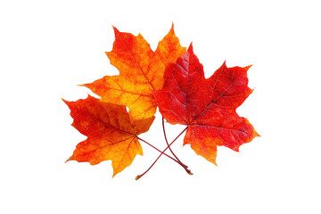 Fototapeta premium Close-up of three autumn leaves, vibrant shades of orange and red, merging together. Distinct leaf veins visible. Isolated on a black background