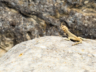 lizard on sandstone stone in Uplistsikhe Cave Town