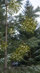 Mistletoe Clumps on Tree Branches in Winter Forest.