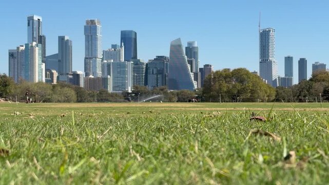 Low angle of Austin Texas Skyline with leaves
