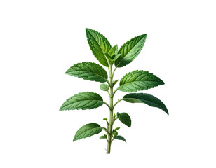  Collection of white minivan. Different angles and perspectives of white cars - Firefly_Plant png cut out element set_