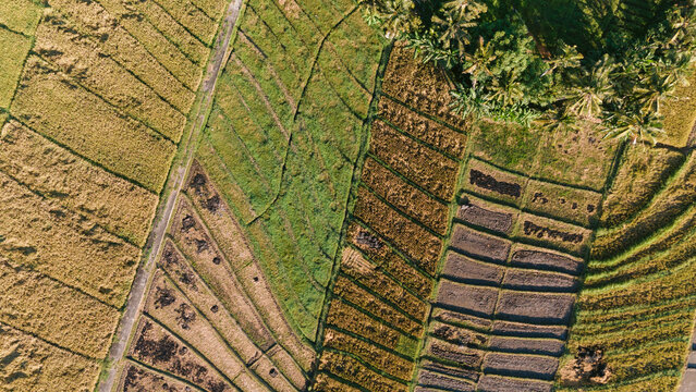 Aerial view of golden and green rice paddies create a mesmerizing patchwork quilt under the sun's warm glow, Bali, Indonesia.