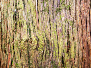 bark of cunninghamia in Batumi Botanical Garden