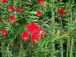 flowers of Callistemon in Batumi Botanical Garden