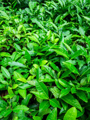 Obraz premium Camellia Sinensis tea in Batumi Botanical Garden