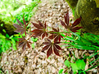 brown leaves of Acer in Batumi Botanical Garden