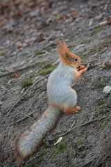 Wild Red Squirrel Sitting on the Ground and Eating a Nut.
