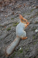 Autumn/Winter Squirrel Portrait Holding Food for Winter Storage.