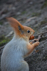 Close-up Portrait of Red Squirrel Carrying a Large Nut in its Mouth.