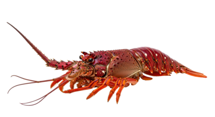 Isolated Red Spiny Lobster or Rock Lobster close-up detail with long antennae marine life