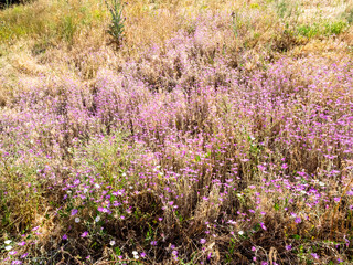 overgrown slope of hill in Gyumri city, Armenia