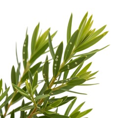 Obraz premium Close up of green tea tree leaves with water droplets