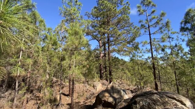 View from a hiking trail through the pine forest in El Contador Recreational Area near Arico village, Tenerife,Canary Islands,Spain,4K.