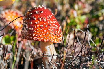Close-up of a mature toadstool cap during autumn