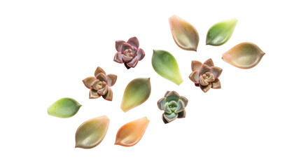 Isolated Succulents and Leaves Collection Arrangement, Natural Still Life, Gardening Concept
