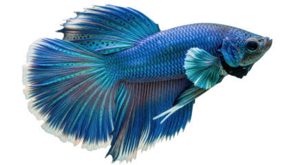 Isolated vivid blue siamese fighting fish floating against a neutral backdrop and looking right