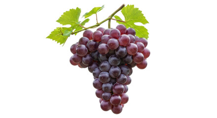 Isolated bunch of red grapes on a branch, a fresh and juicy fruit, a natural sweet treat