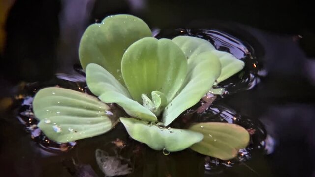 A light green, floating aquatic plant resembling a miniature head of lettuce.