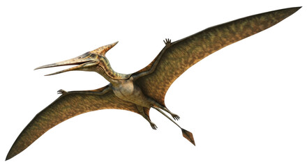 Isolated Pterodactyl soars in flight, showcasing prehistoric animal with impressive wingspan © Marigold