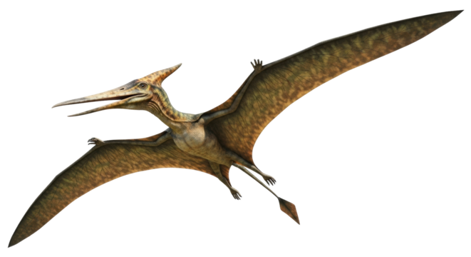 Isolated Pterodactyl soars in flight, showcasing prehistoric animal with impressive wingspan