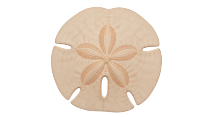 Isolated sand dollar, a beige shell with five petals, on the shore of a warm beach
