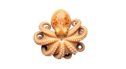 Isolated Octopus with tentacles, ocean mollusk, orange marine animal, undersea life, seafood