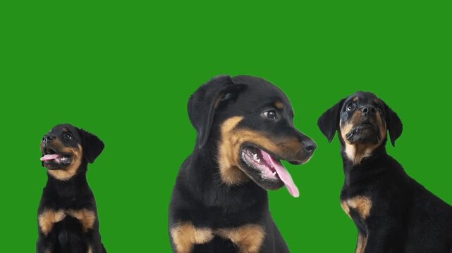 rottweiler puppy on green screen