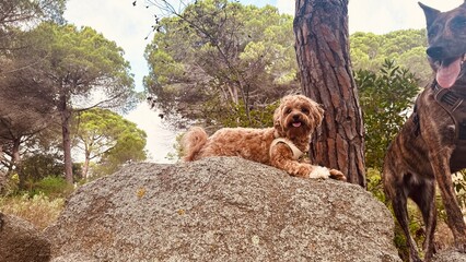 Two Dogs Resting on Mountain Rock – Small Dog and Brindle Dog Happy and Tired After Walk