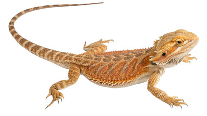 dragon, isolated on a transparent background PNG