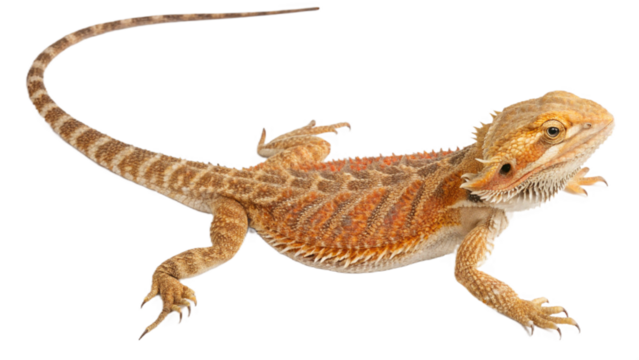 dragon, isolated on a transparent background PNG