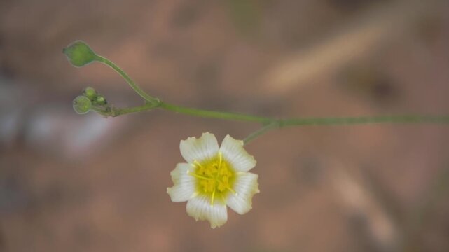 A delicate white flower with a bright yellow center on a slender stem.