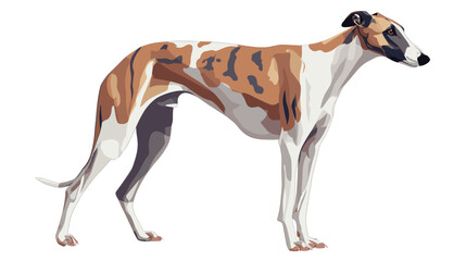 Vector illustration of a greyhound dog