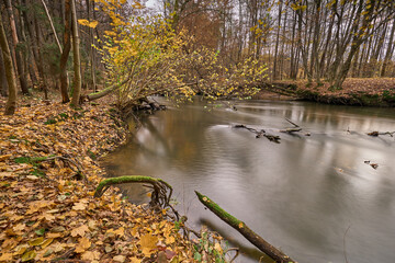 Rzeka Parsęta, dzika, rzeka Pomorza Zachodniego w jesiennych kolorach Polska, Europa