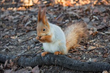 Animal Portrait: Funny Squirrel on a Log with Warm Background Light.