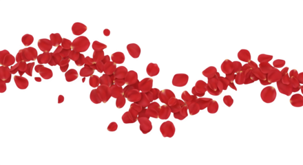 Abstract wave of vibrant red rose petals gently falling and swirling isolated on transparent background