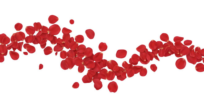 Abstract wave of vibrant red rose petals gently falling and swirling isolated on transparent background