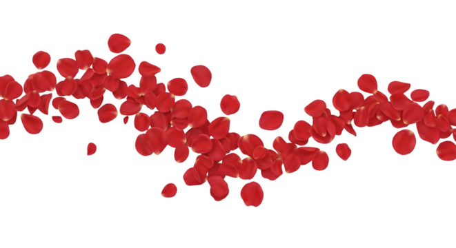Abstract wave of vibrant red rose petals gently falling and swirling isolated on transparent background