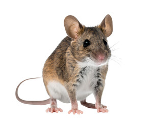 Firefly_PNG Collection of white minivan. Different angles and perspectives of white cars - Firefly_Rat or mouse on transparent background,