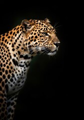 Obraz premium Leopard Portrait on Dark Background - Leopard in profile view against a dark backdrop. Symbolizing strength, grace, focus, adaptability, and the wild nature of the animal