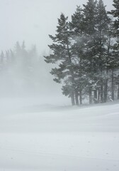 A severe winter blizzard featuring swirling white snow and heavy winds obscures the natural landscape, creating dangerous whiteout conditions ,heavy ,blowing ,cold