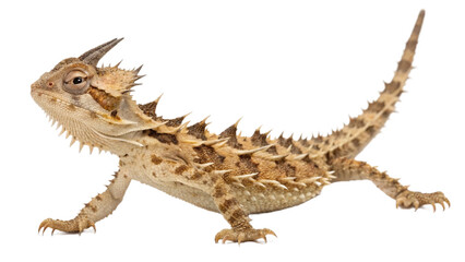 dragon, isolated on a transparent background PNG